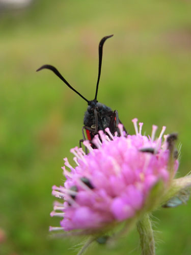 Femplettet Køllesværmer i Tinnet Krat juli 2007. Foto: Søren Faaborg Nielsen